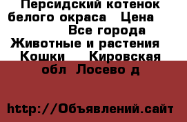 Персидский котенок белого окраса › Цена ­ 35 000 - Все города Животные и растения » Кошки   . Кировская обл.,Лосево д.